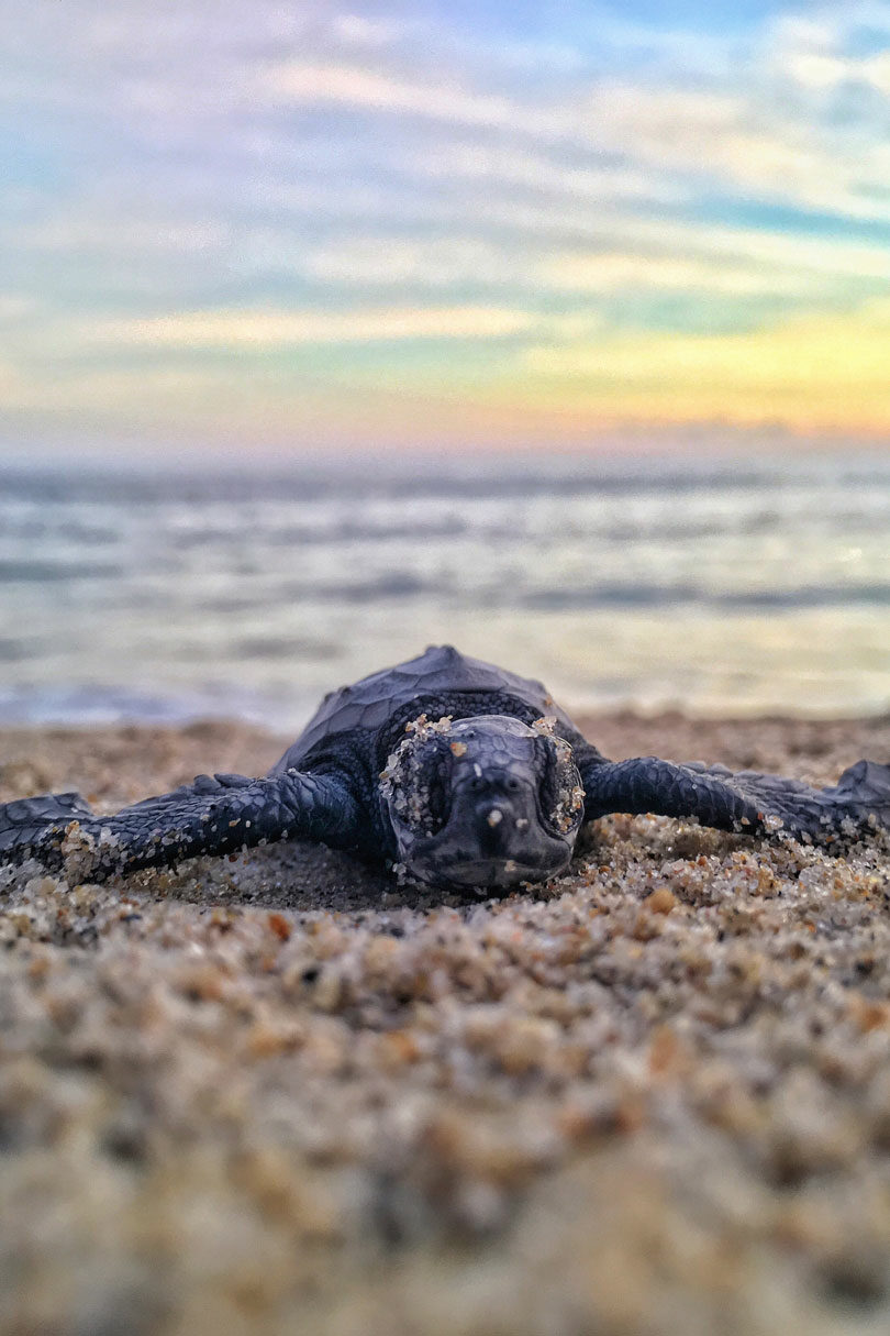 turtle-sanctuary-sri-lanka