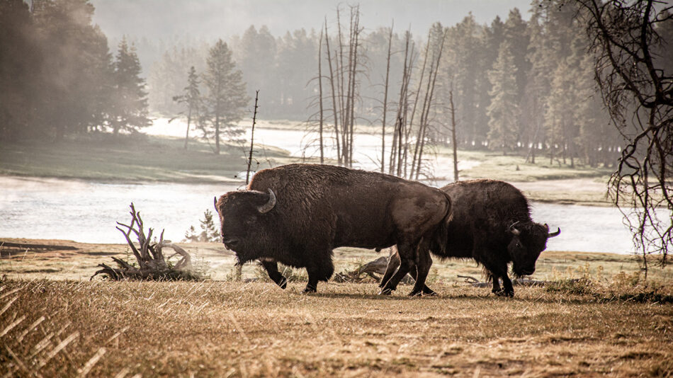 Two bison gracefully traverse a picture-perfect field in one of the best national parks.