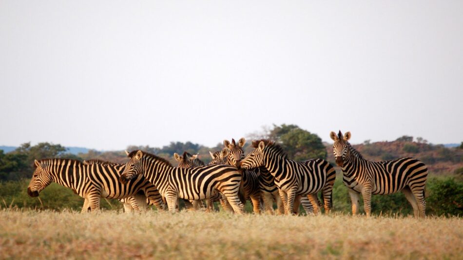 Safari in botswana