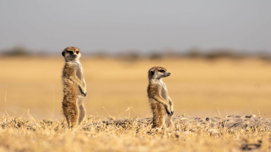 botswana, africa