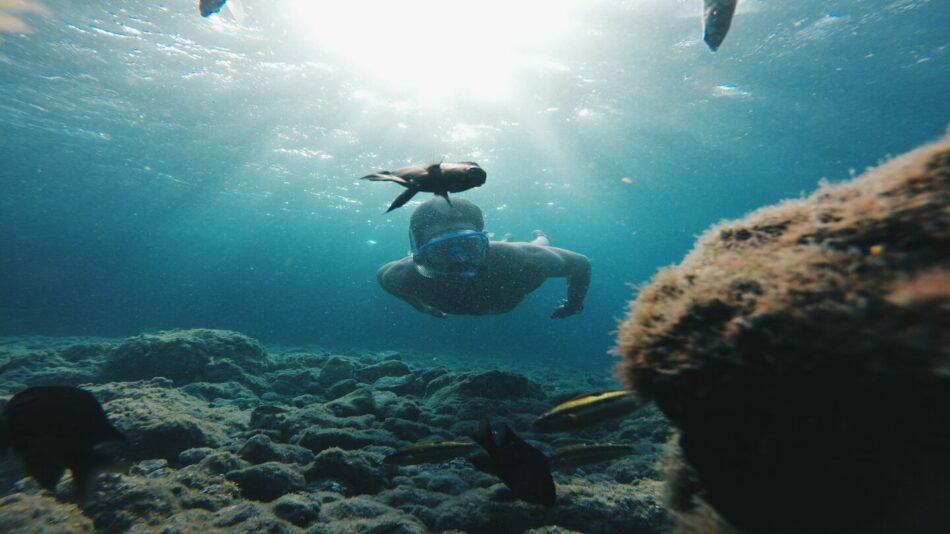 A man snorks in the water near a coral reef.