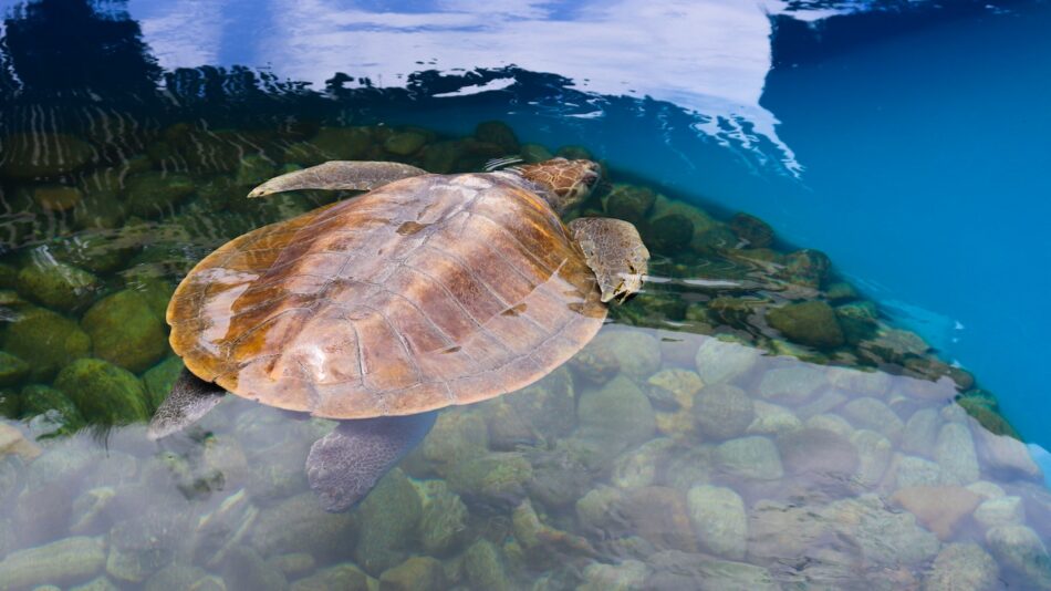 Sea turtle