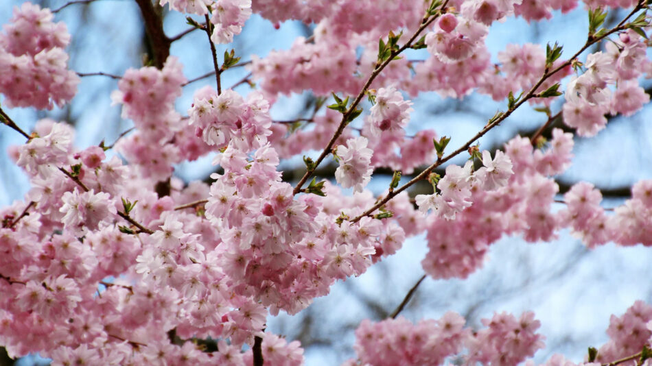 cherry-blossom-japan