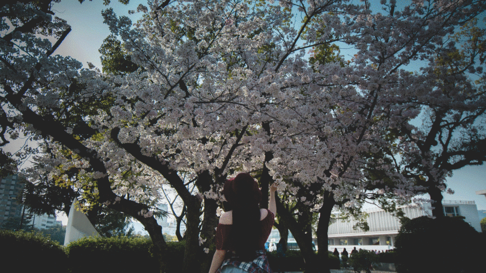 cherry-blossom-season