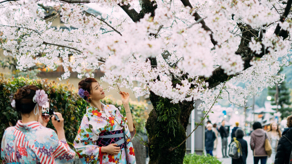 cherry blossom festival