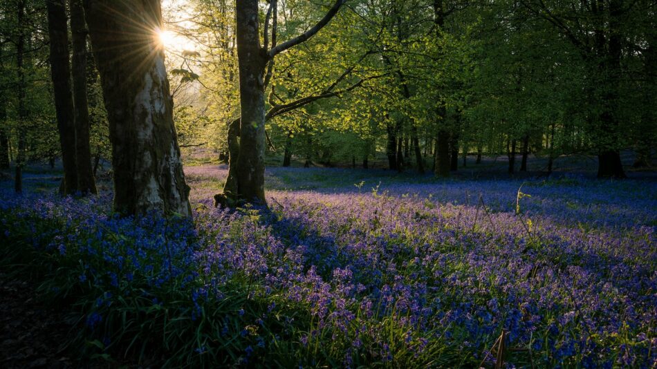 Lavender in the Lake District