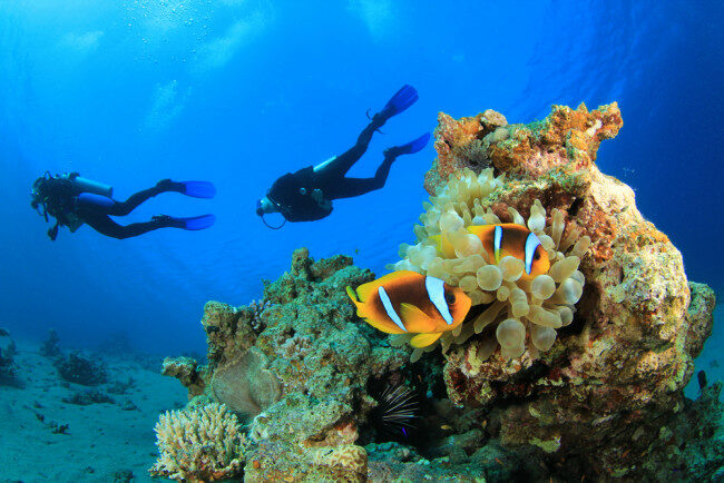 Experience the breathtaking beauty of scuba diving in the Red Sea, one of the top destinations for underwater exploration and a must-visit for anyone seeking reasons to explore the ocean.