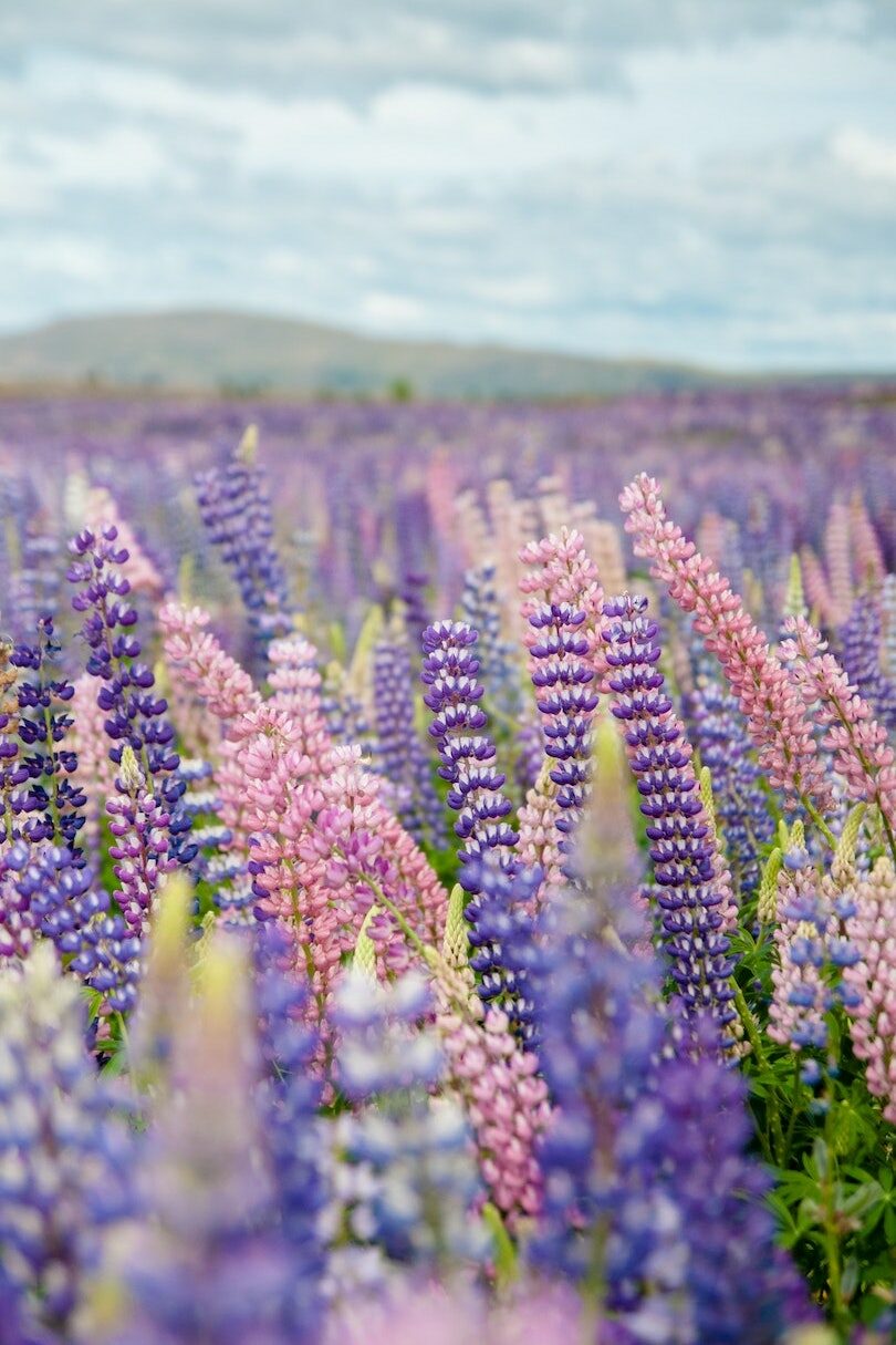 Lake Tekapo