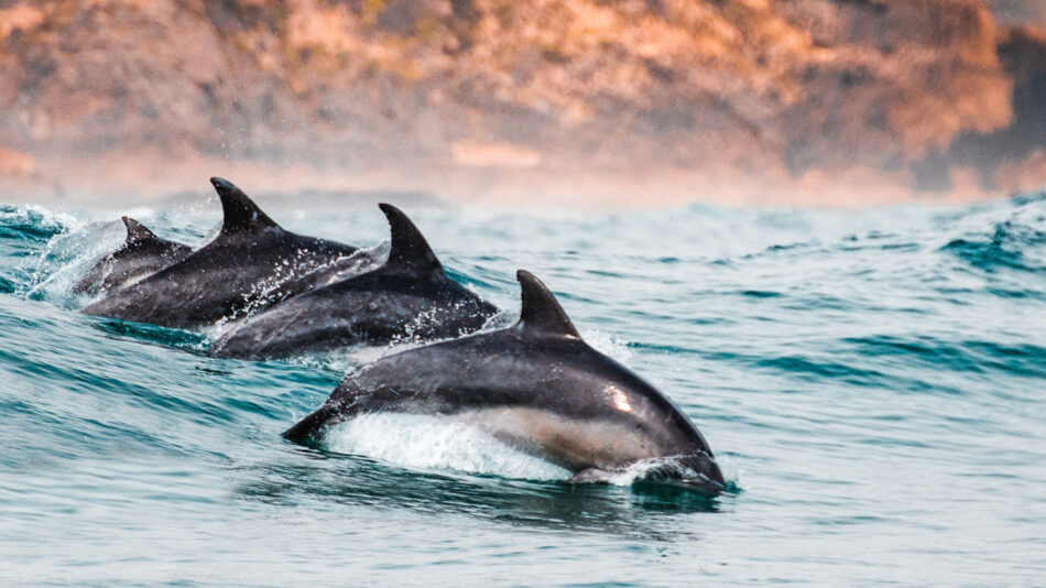 dolphins in Knysna