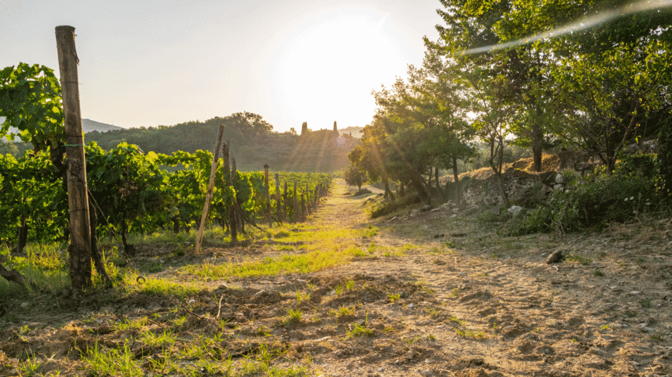 Discover a scenic dirt road, winding its way through picturesque landscapes, eventually leading to a charming vineyard nestled in the heart of Sicily.