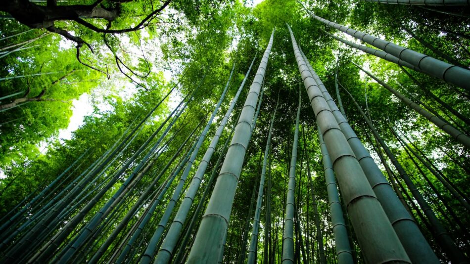 Arashiyama Bamboo Grove, Kyoto, Japan