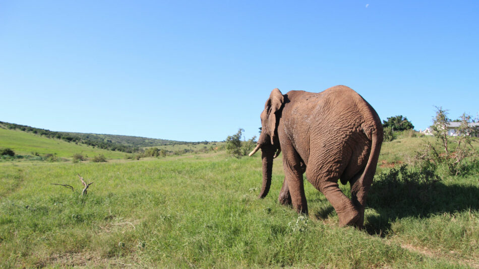 Elephant National Park, South Africa