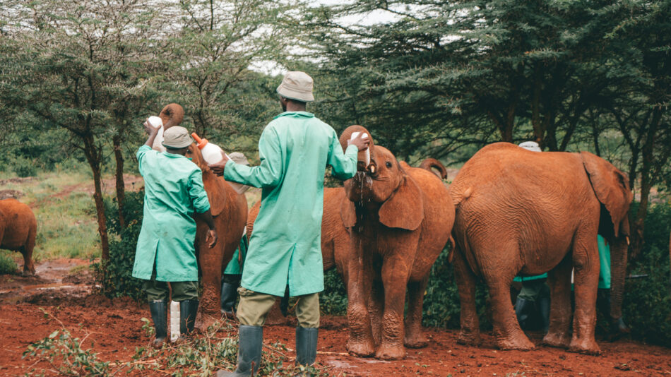 Elephant Sanctuary in Kenya