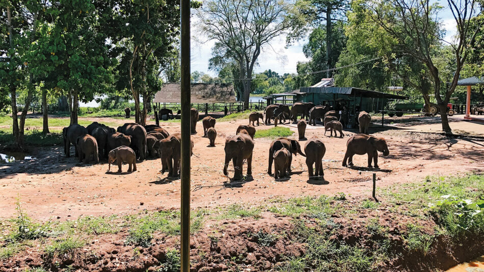 elephants contiki sri lanka