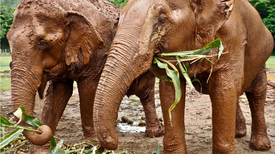 elephants in elephant sanctuary in chiang mai