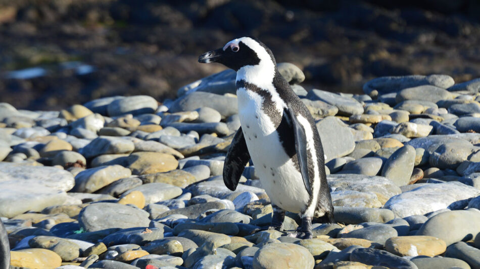 A baby penguin in Robben Island, South Africa