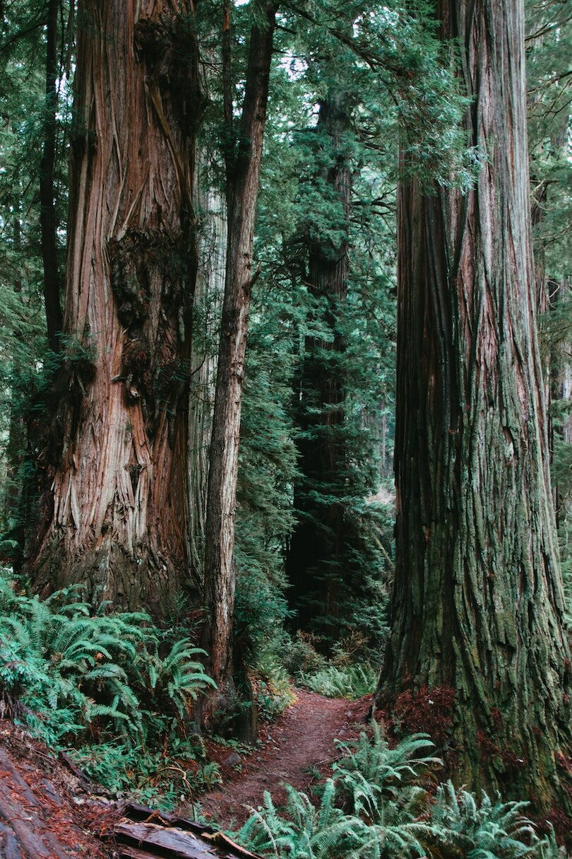 Redwood State Park