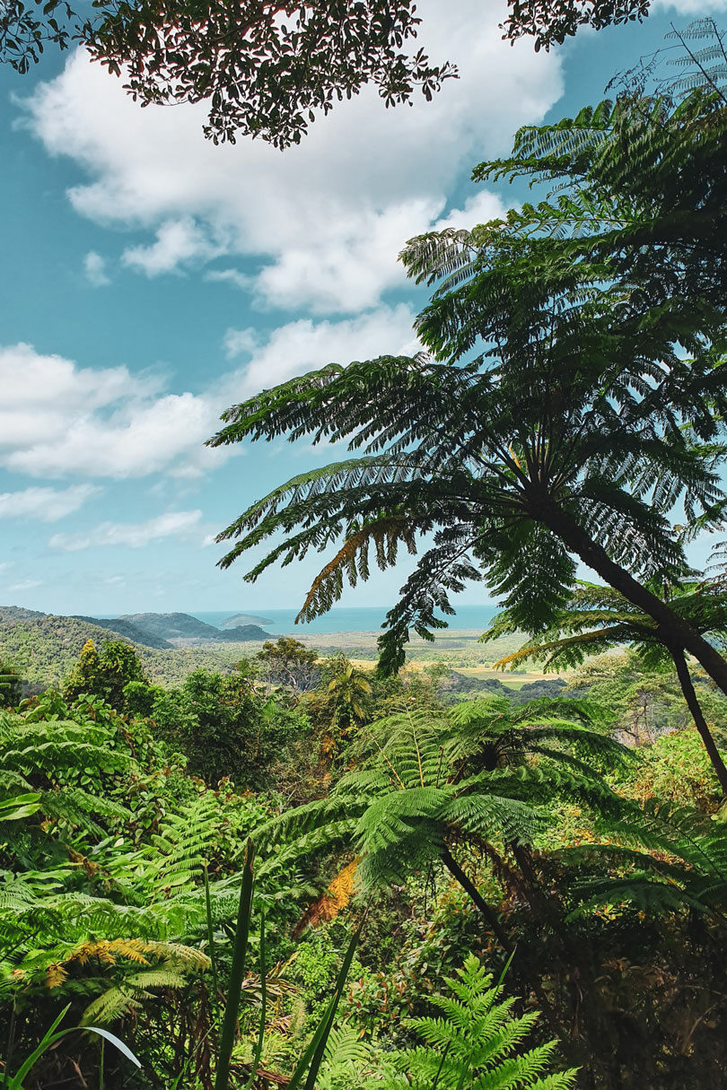 daintree rainforest