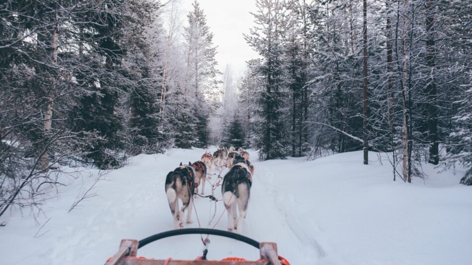 Dog Sled Canada