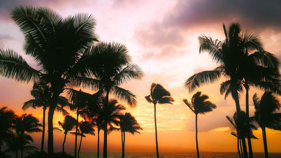 Visiting Hawaii: Palm trees on the beach.