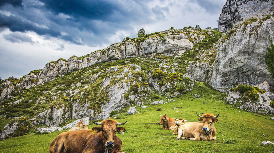 Cows in Spain, resting in their natural habitat with mountains in the background