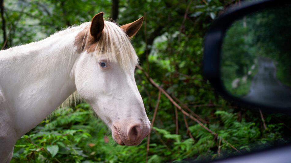 Horseriding