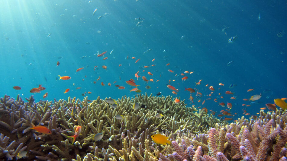 A coral reef teeming with colorful fish, one of the most beautiful destinations in Thailand.