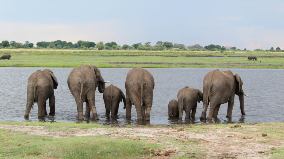 Elephants in Chobe National Park, Botswana on Contiki's Cape, Safari and Falls trip