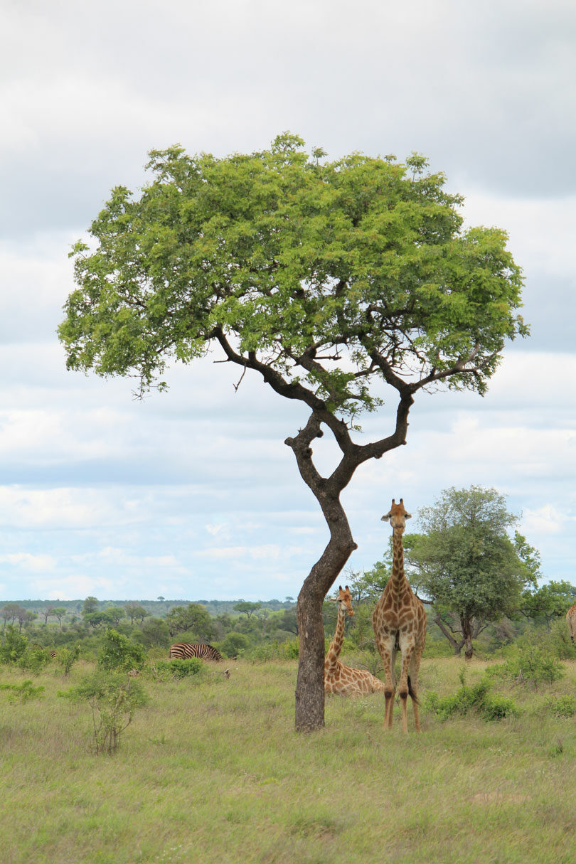 Giraffe in the distance