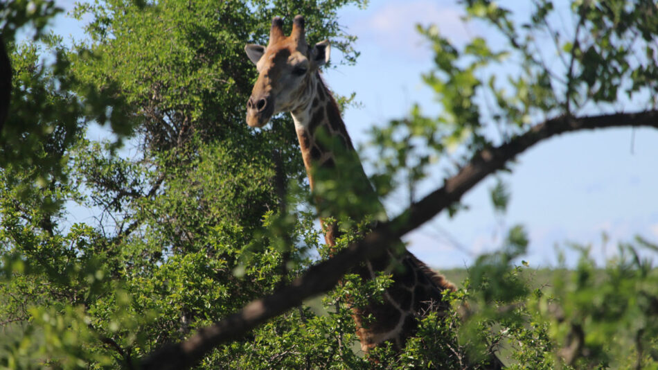 Giraffe in Kruger National Park, South Africa on Contiki's Cape, Safari and Falls trip