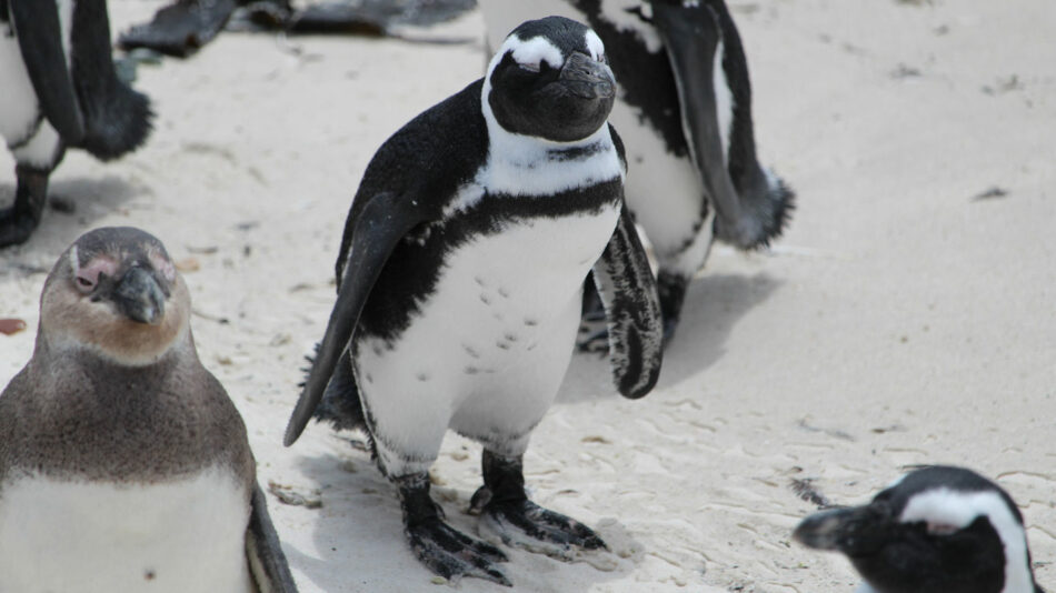 Penguins in Boulder's Beach, South Africa on Contiki's Cape, Safari and Falls trip