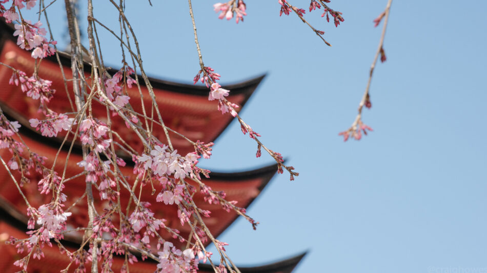 close up image of cherry blossom in Japan