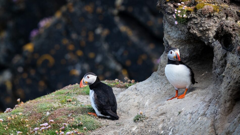 Shetland Islands