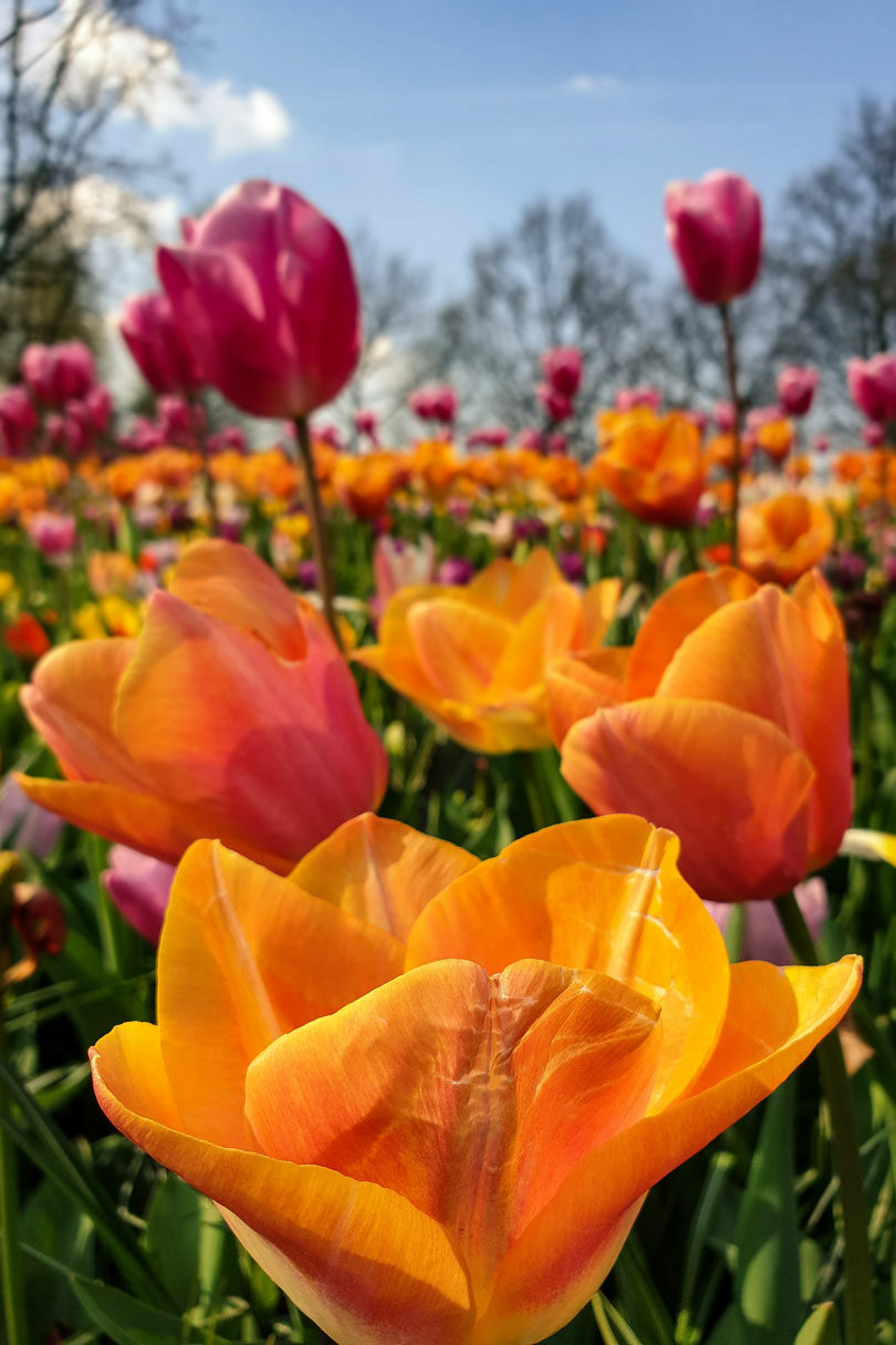 Keukenhof gardens holland