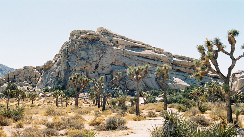 Best national parks featuring Joshua trees: Joshua Tree National Park.