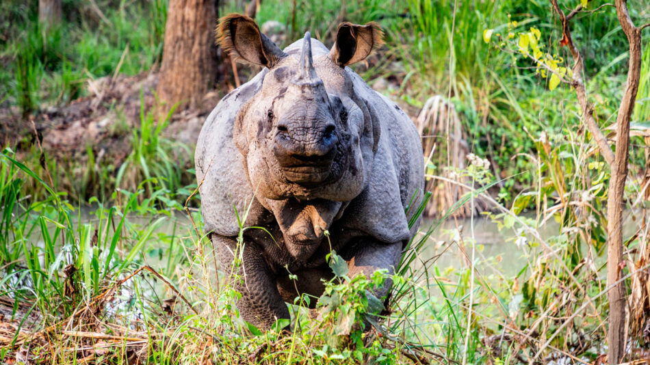 Chitwan National Park, Nepal