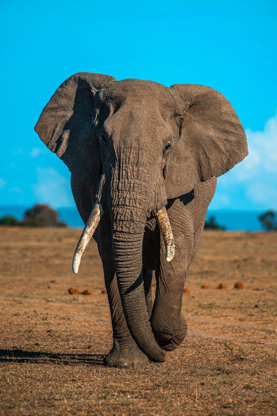 A large elephant walking on a dry field, one of the best places to visit in August.