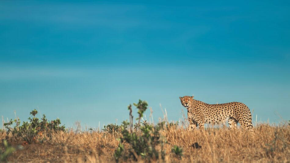 Cheetah in Namibia