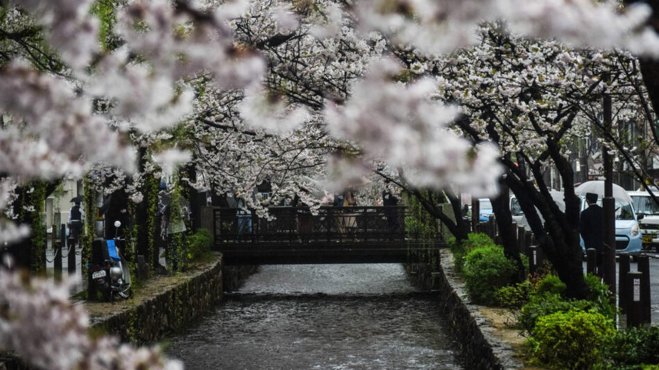 kyoto-cherry-blossom