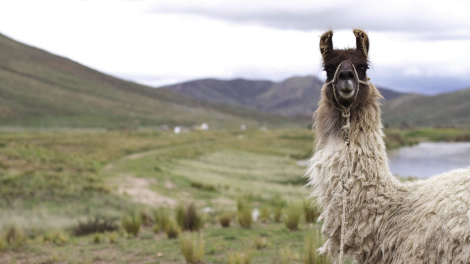 lake titicaca - llama