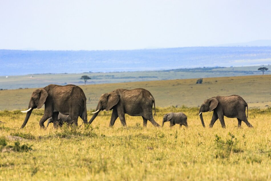 Elephants East Africa