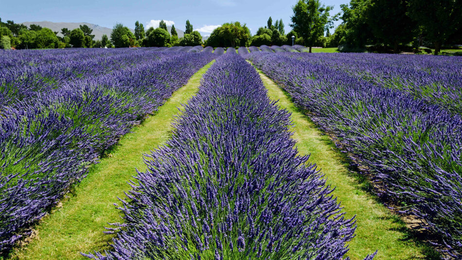 A field of lavender in New Zealand blooms with vibrant spring flowers.