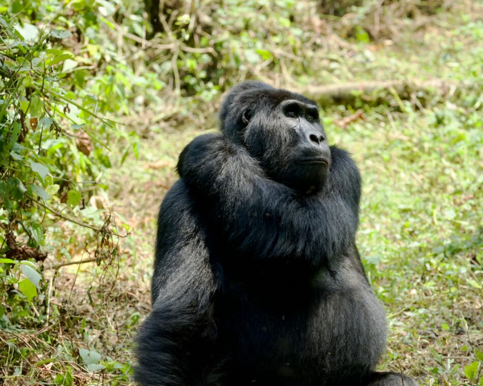 A gorilla is peacefully sitting on the ground in the forest during an African safari experience.