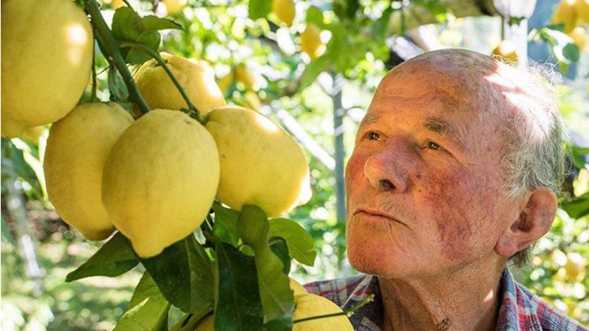 Lemon grove, Amalfi