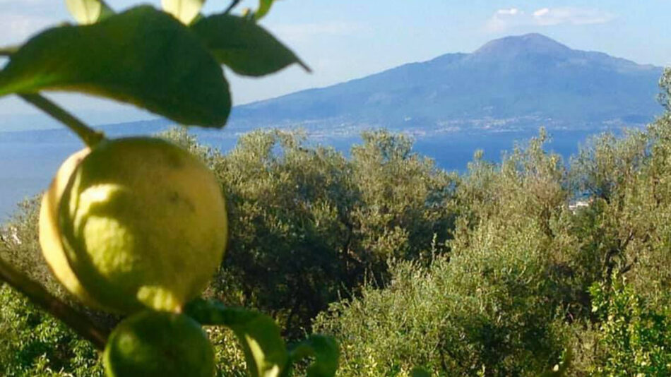 Amalfi Lemon Experience: A breathtaking lemon tree with a stunning view of Mount Vesuvius.