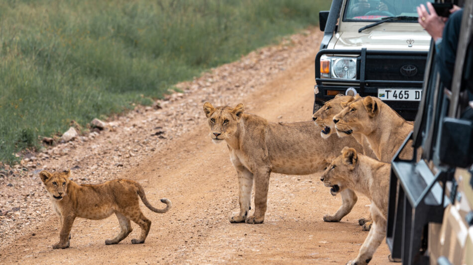 Lions in the Serengeti National Park, Tanzania