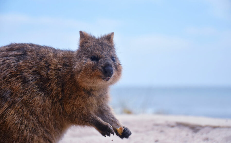 Quokkas on Rottnest Island