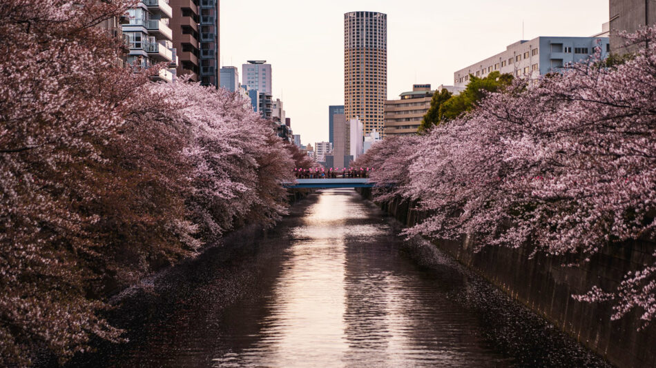 Meguro River - Tokyo, Japan