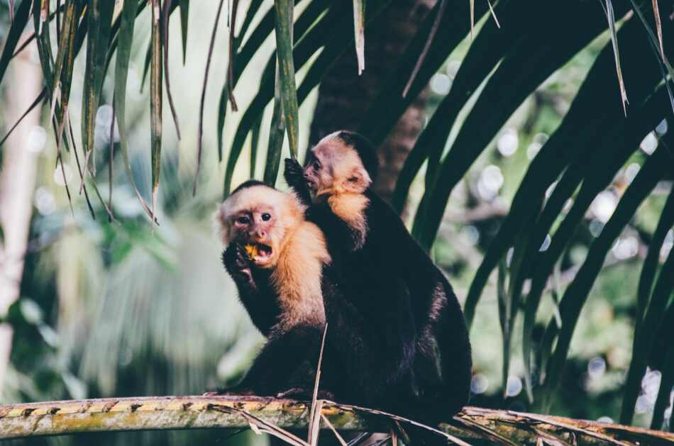 Howler monkeys, Costa Rica