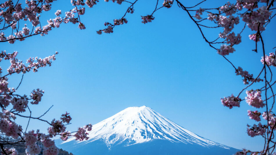 mount-fuji-cherry-blossom